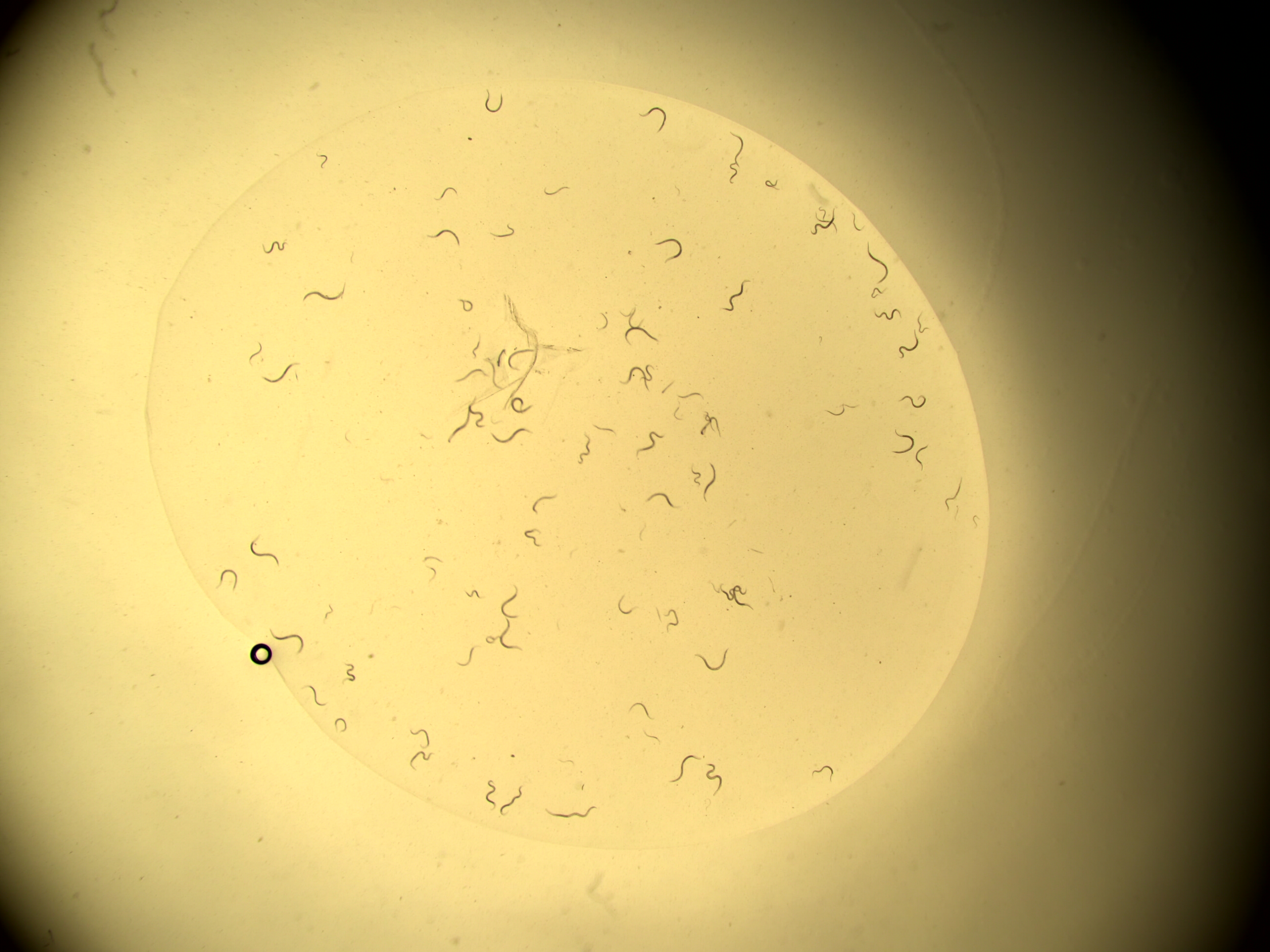 Cognitra screenshot 2